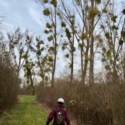 Kühkopf Januar 2026